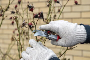 Cutting branches on rosa bush using pruning shears, secateur. Farmers hand prunes and cuts branches...
