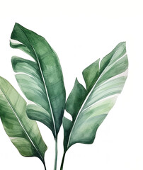 Boho watercolor tropical leaves on a white background