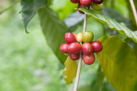 Coffea (coffee) growing in the Balinese countryside.