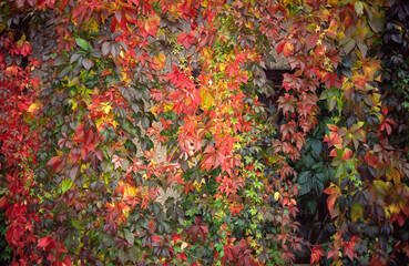 Stock Photo of Parthenocissus Thomsonii  Boston Ivy