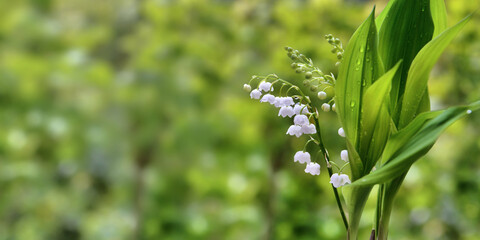 close up on beautiful sprig of  fresh lily of valley blooming on green background .
