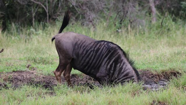 Blue wildebeest bull rolling around in mud