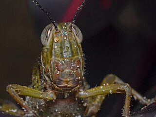 Close-up of a grasshopper's head