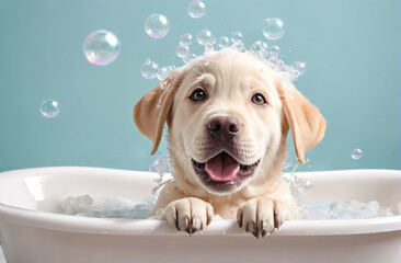 Funny Labrador Retriever puppy dog taking bath with foam and splashes in bathtub . Banner for pet shop, grooming salon, copy space.