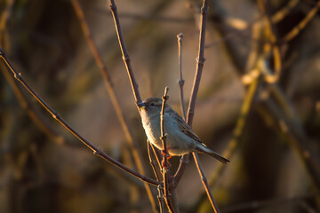a sparrow perched on a twig in the sunrise at a spring morning