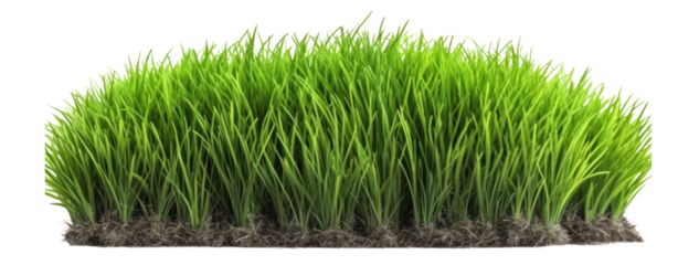 green grass turf isolated on white background