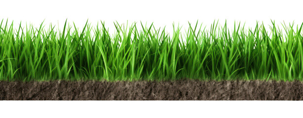 green grass turf isolated on white background