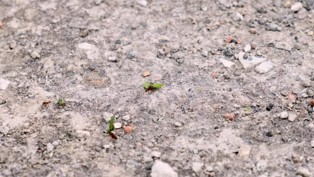 Closeup of working ants holding green leaves and walking on pebbly rough ground