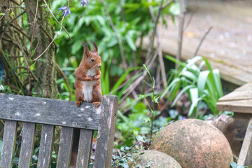 Eichhörnchen im Garten