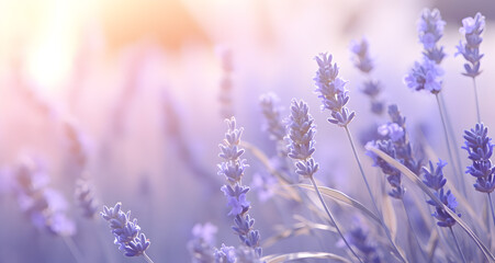 A dreamy landscape of a lavender field basked in sunset's soft glow, evoking serenity and nature's grace, natural organic lavender essential oil aromatherapy banner commercial - obrazy, fototapety, plakaty