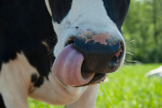 Weesp The Netherlands. .Dairy cow picking her nose with her tongue.