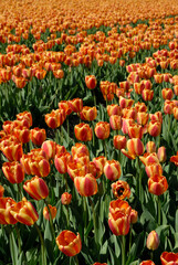 De Zilk nr Lisse The Netherlands Fields of blooming orange and red tulips in the middle of the "Bollenstreek" - Bulb district.