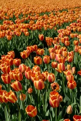 Fotobehang De Zilk nr Lisse The Netherlands Fields of blooming orange and red tulips in the middle of the "Bollenstreek" - Bulb district. © Richard