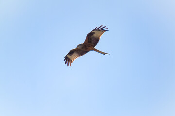 flying red kite, milvus milvus, on the blue sky at a sunny spring day is looking for food