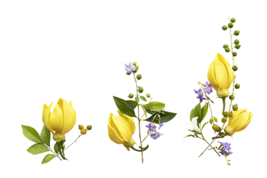 yellow flowers ylang ylang local flora arrangement flat lay postcard style 