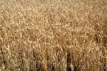 Wheatfield