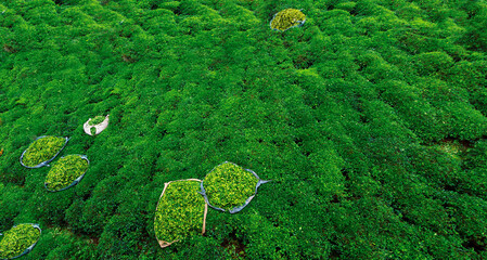 The most beautiful tea gardens in the world
