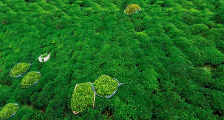 Wandcirkels tuinposter The most beautiful tea gardens in the world © Samet