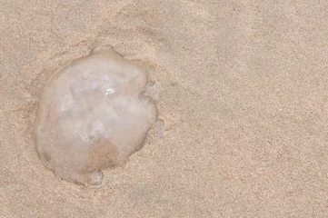 Foto op Canvas Zandvoort The Netherlands Jellyfish washed up on the beach. © Richard