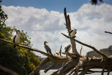 A group of New Zealand large shag (cormorant) perched on a tree branch. Wildlife of Orakei Basin, Auckland