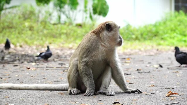 A monkey sits on the ground and looks at passers-by