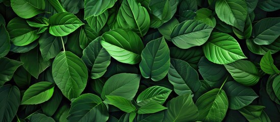 A close up of vibrant green leaves of a terrestrial plant against a dark black background. These leaves belong to a shrub or subshrub, possibly a flowering plant or groundcover - obrazy, fototapety, plakaty