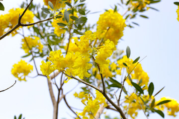 Silver trumpet tree, Tree of gold, Paraguayan silver trumpet tree