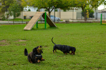 Canine Companions Playtime