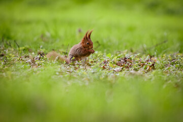 view of a red squirrel in a park
