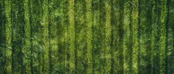 Küchenrückwand glas motiv Top view of a green grass field with line texture in the background. The background texture shows a green meadow, cut from the lawn grass surface © Sabina Gahramanova