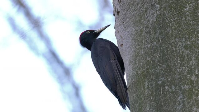 Black Woodpecker on tree, male, observation (Dryocopus martius) - (4K)