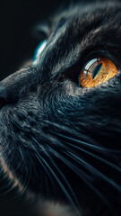 Stories templates and phone background captures the intense gaze of a cat in extreme close-up. The intricate details of the cats amber eyes are highlighted against its dark fur - 766234102