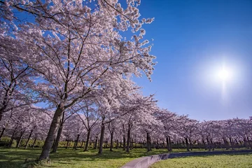Fototapeten cherry blossom in spring © Remco