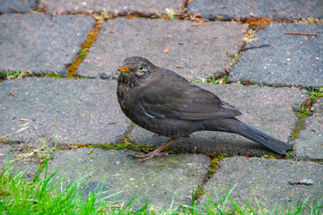 A blackbird is sitting on the floor
