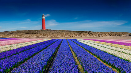 Lighthouse behind tulip fields in the Netherlands