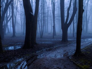 Scary autumn forest at dusk. Dark silhouettes of trees. Gloomy mystical forest in the fog.