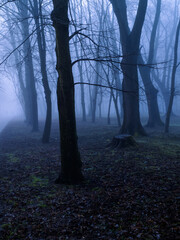Scary autumn forest at dusk. Dark silhouettes of trees. Gloomy mystical forest in the fog.