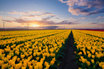 Netherlands. A field of tulips during sunset. Rows on the field. Landscape with flowers during sunset. Photo for wallpaper and background. - 766236195
