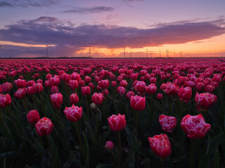 Netherlands. A field of tulips during sunset. Rows on the field. Landscape with flowers during sunset. Photo for wallpaper and background. - 766236307