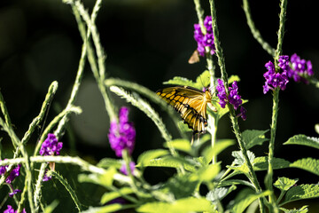 butterfly on flower