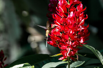 red flower with a beautiful hummingbird