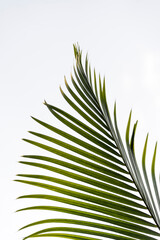 palm tree leaf texture fine art