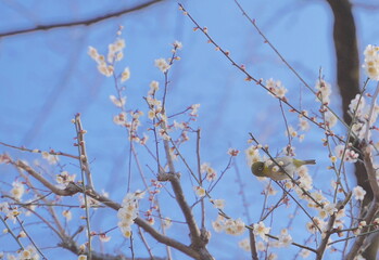 日本の神奈川県横浜市の大倉山公園梅林の梅とメジロ