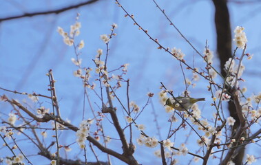 日本の神奈川県横浜市の大倉山公園梅林の梅とメジロ