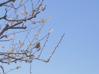 日本の神奈川県横浜市の大倉山公園梅林の梅とメジロ