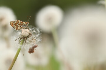 una farfalla melitaea phoebe su un fiore di dente di leone in primavera