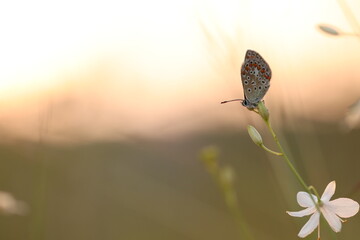 una farfalla comune blu su un fiore bianco al tramonto in estate