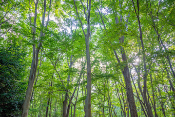 Obraz premium 密生するブナの木々