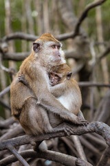 Long Tailed Macaque Mother and Infant in Langkawi Mangroves, Malaysia