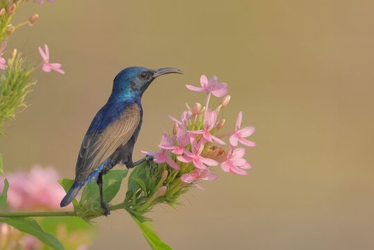 beautiful birds in nature Purple sunbird